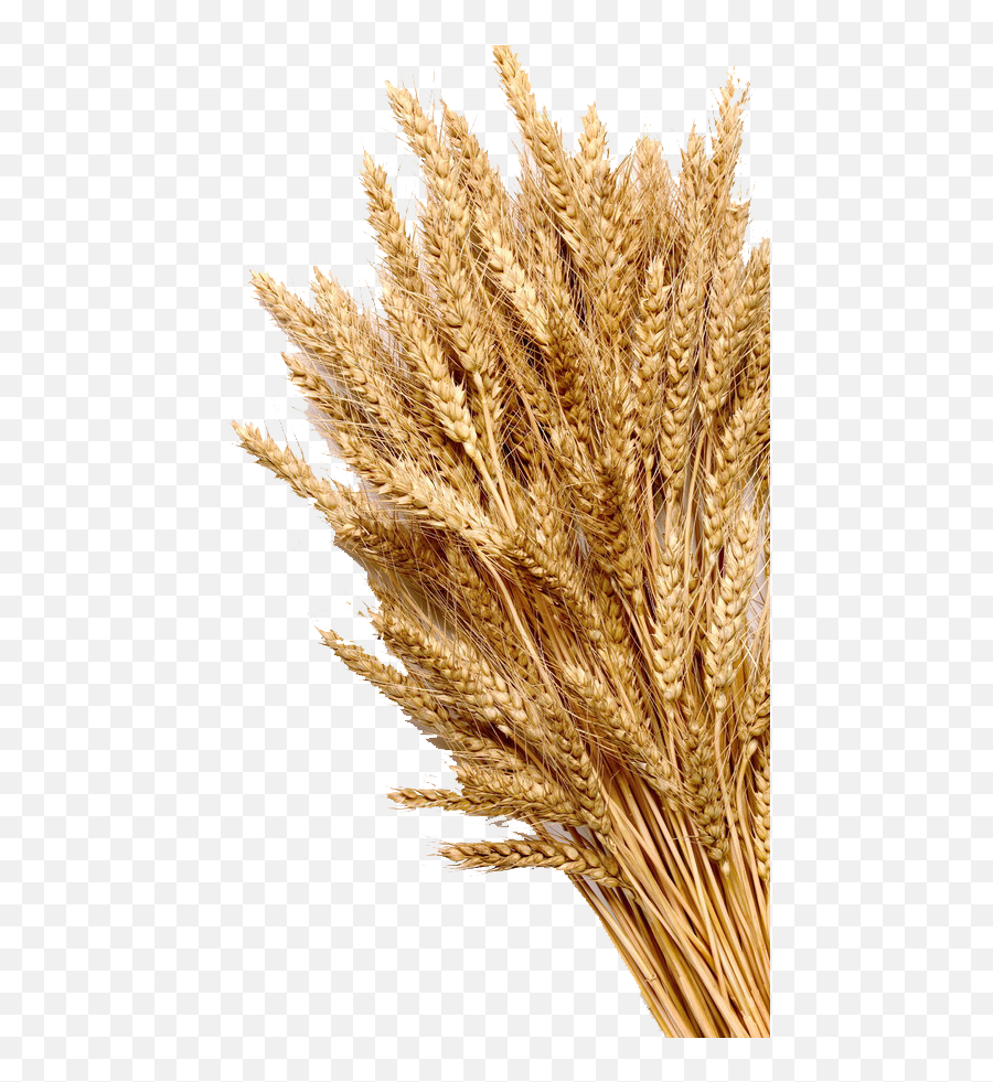 Download Wheat Mature Photography Grain Cereal Ear Whole - Transparent Background Wheat Png Transparent Emoji,Grain Png