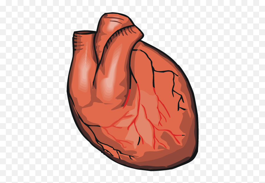 Idaho - Does A Heart Look Like For Kids Emoji,Human Heart Png