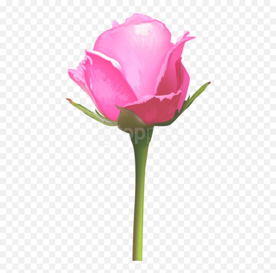 Download Single Pink Rose Png Images - Pink Single Rose Flower Png Emoji,Pink Rose Png