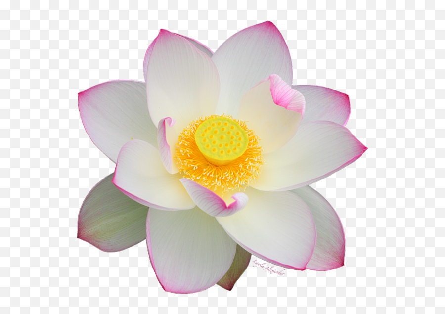 Lotus Flowers - White Transparent Background Lotus Flower Emoji,Lotus Flower Transparent Background