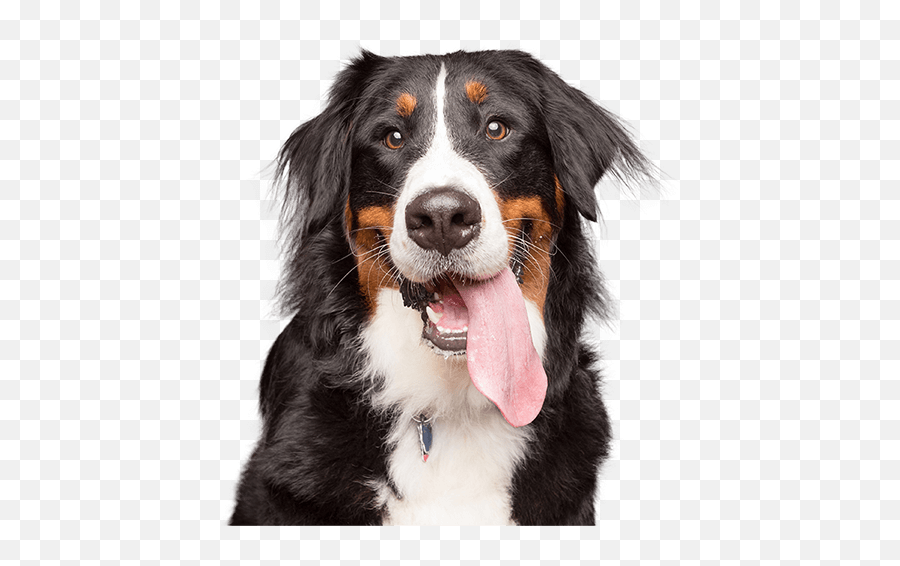 Experience Better Pet Insurance - Bernese Mountain Dog Cape Emoji,Dog Png