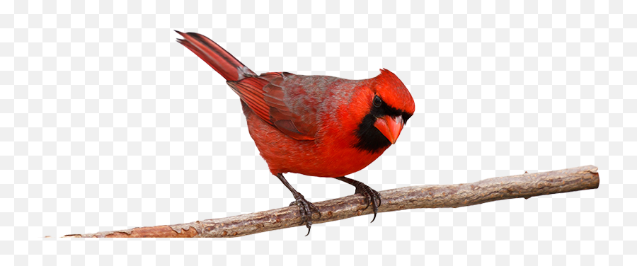 Cardinal On Branch Png U0026 Free Cardinal On Branchpng - Northern Cardinal Emoji,Bird Transparent Background