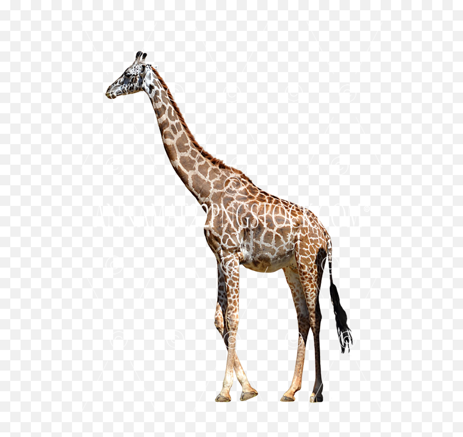 Giraffe Emoji,Walking Png