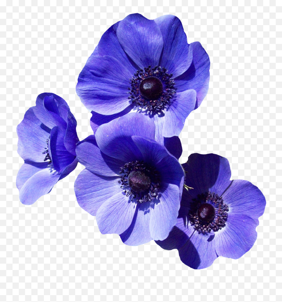 Download Purple Flower Png Image - Purple Flower Transparent Background Png Emoji,Flower Transparent