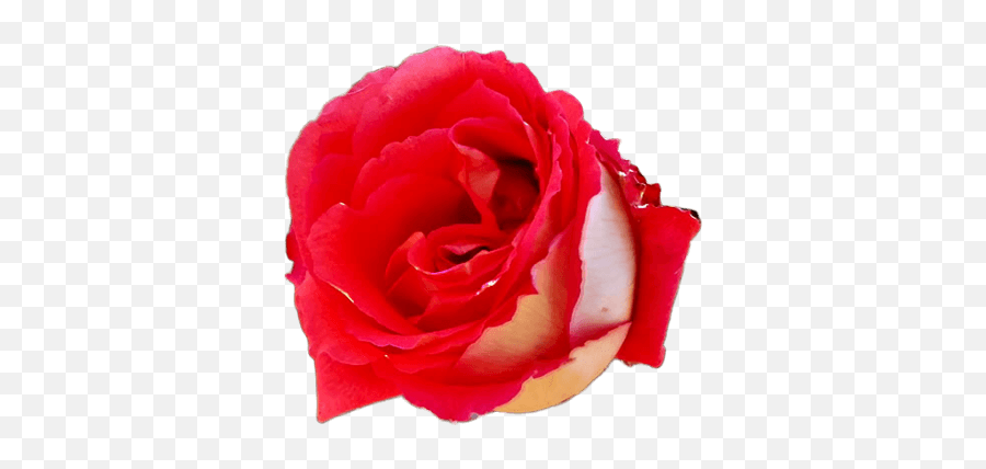 Rose Clipart Love Of Roses - Romantic Emoji,Roses Clipart