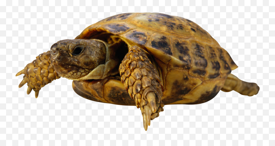 Sea Turtle Clipart Transparent Background - Transparent Turtles Emoji,Turtle Clipart