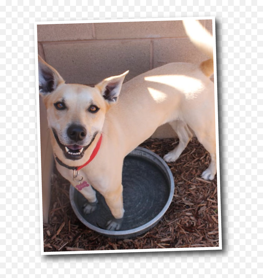 Dog Kennel Prices Pet Boarding U0026 Daycare Fresno 559 Emoji,Funny Faces Png