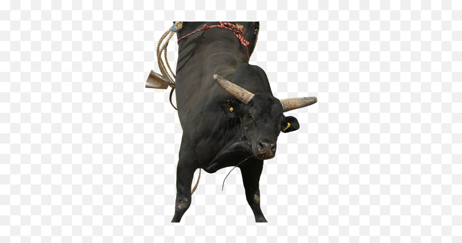 Professional Bull Riders - Davidu0027s Dream Pbr Bull Riding Emoji,Bulls Png