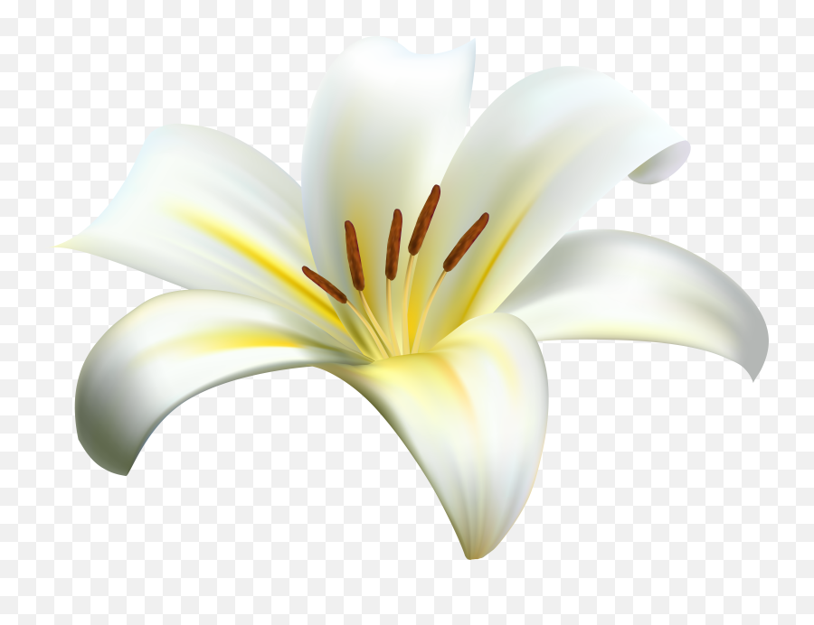 Stargazer Lily Clipart - Madonna Lily Emoji,Easter Lily Clipart
