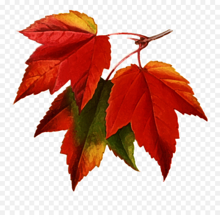 Autumn Leaves Watercolor Painting Free Stock Photo - Public Transparent Real Fall Leaves Emoji,Painting Png