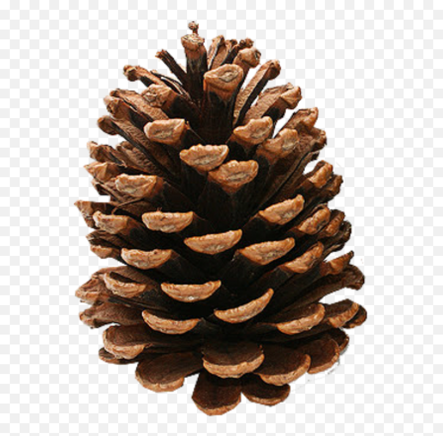 Pine Cone Clipart Image Download - Pine Cone Png Emoji,Pine Cone Clipart