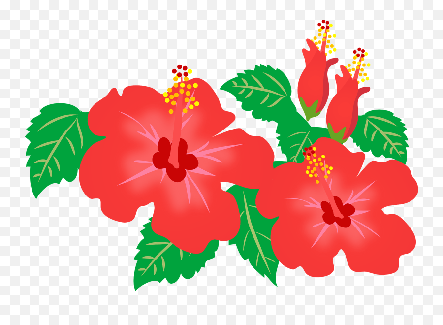 Red Hibiscus Flowers Clipart Free Download Transparent Png - Red Hibiscus Clipart Emoji,Hibiscus Transparent