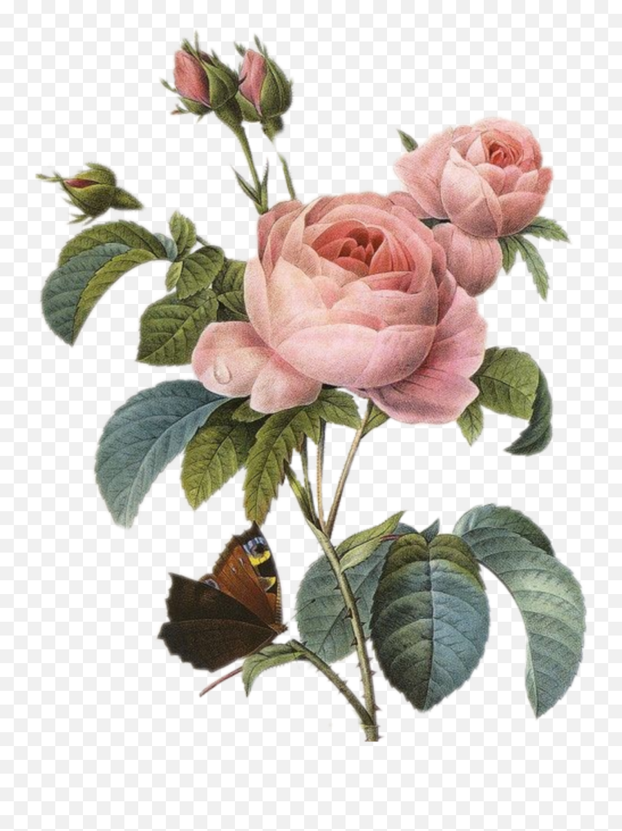 Tumblr Spring Vintage Flower Sticker By Yourcheburek - Botanical Vintage Rose Illustration Emoji,Tumblr Flowers Transparent