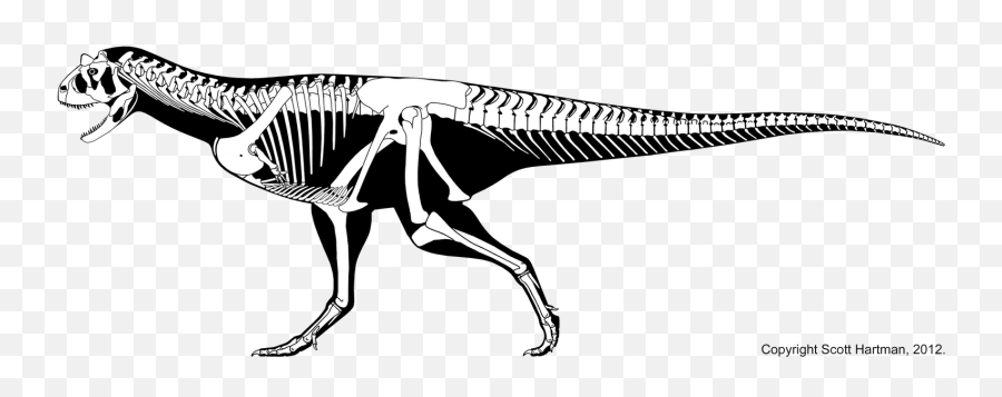Download Hd Carnotaurus - Skelet Skeleton Of A Trex Majungasaurus Skeletal Emoji,Trex Png
