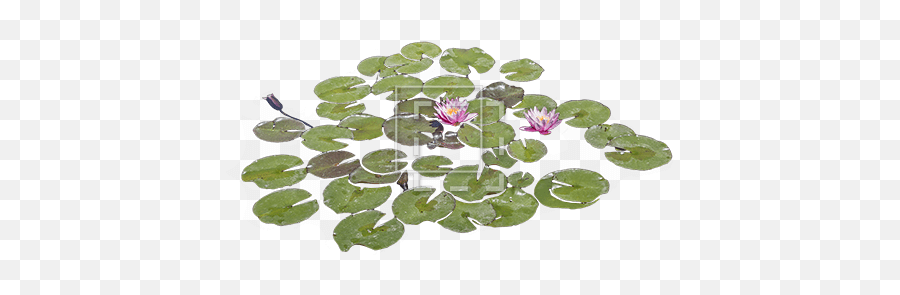 Lily Pads With Purple Flowers - Immediate Entourage Emoji,Purple Flowers Png