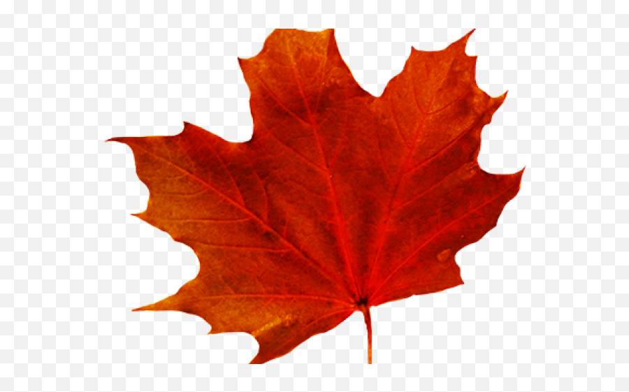 Maple Leaf Clipart Red Leaf - Png Download Full Size Maple Leaf Clipart Transparent Fall Leaf With Transparent Background Emoji,Leaf Clipart