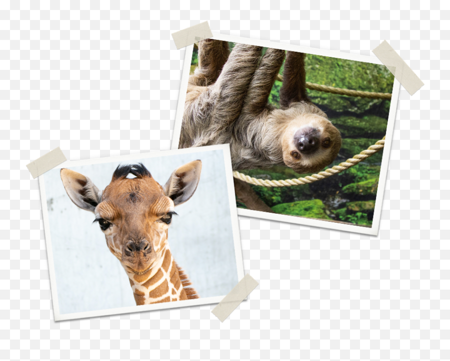 Hours U0026 Info - Tanganyika Wildlife Park Emoji,Transparent Sloth