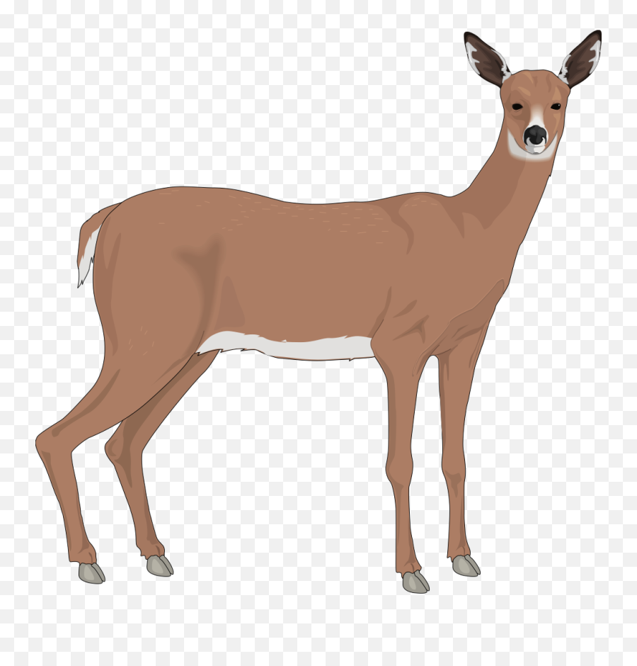 Deer Clipart Free Clip Art Images Image - Doe Clip Art Emoji,Deer Clipart