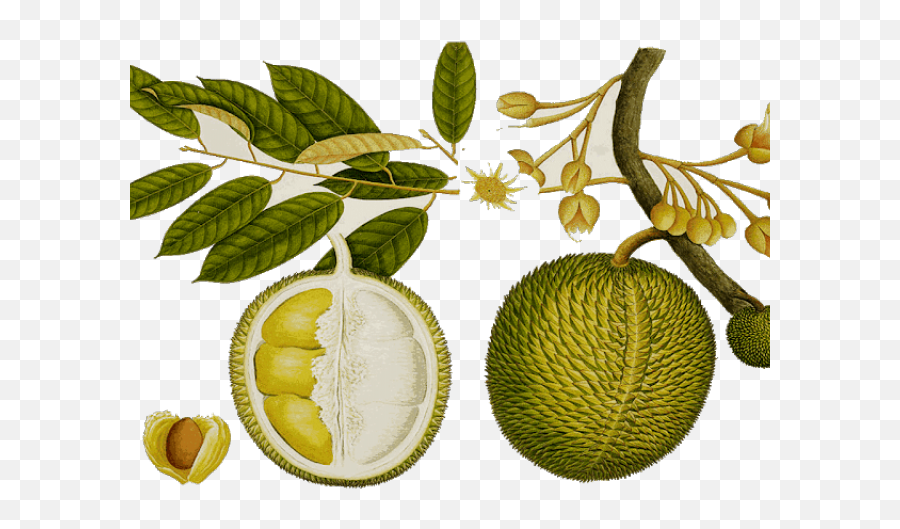 Fruit Clipart Durian Emoji,Fruit Clipart