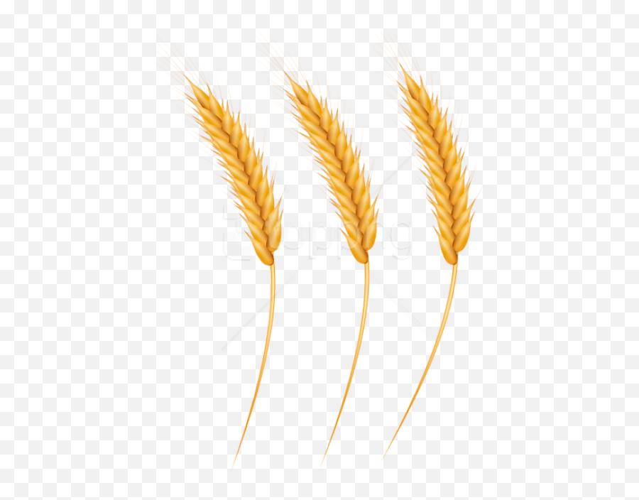 Download Free Png Download Wheat Grains Clipart Png Photo - Transparent Background Wheat Straw Png Emoji,Wood Grain Clipart
