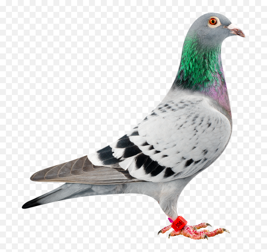 Pigeon Clipart Racing Pigeon Emoji,Pigeon Clipart