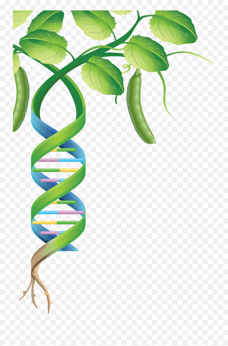 Mapping Genomes Pulses - Pea Plant Transparent Background Pea Plants Png Emoji,Plant Transparent Background