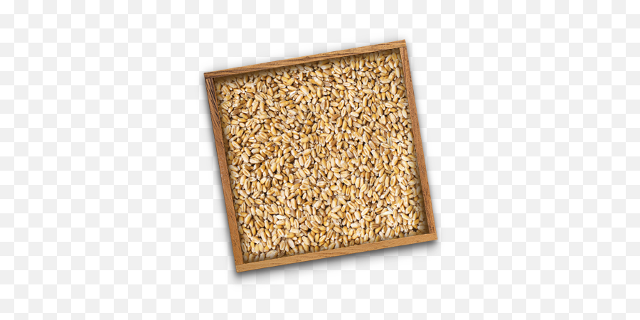 Wheat Emoji,Wheat Png