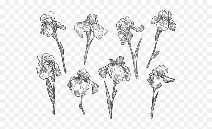 Free Hand Drawn Iris Flower Vectors - Iris Flower Line Transparent Hand Drawn Flowers Png Emoji,Hand Drawing Png