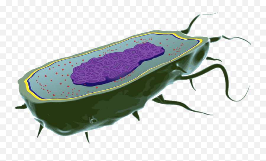 Bacteria Cell Transparent U0026 Png Clipart 1992201 - Png Bacteria Cell Png Emoji,Bacteria Clipart