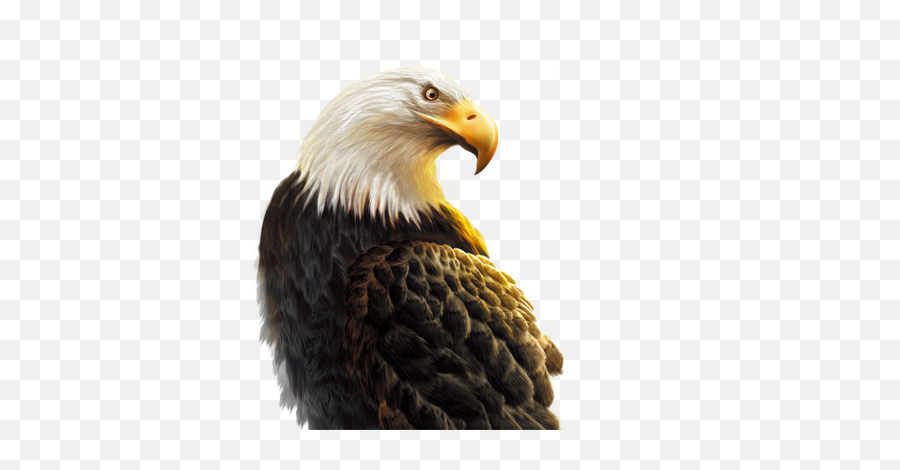 Png Images Eagle 42png Snipstock Emoji,Eagle Transparent Background