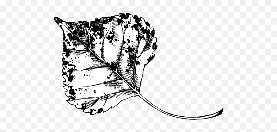 Black White Aspen Leaf Graphic - Sketch Emoji,Leaf Clipart Black And White