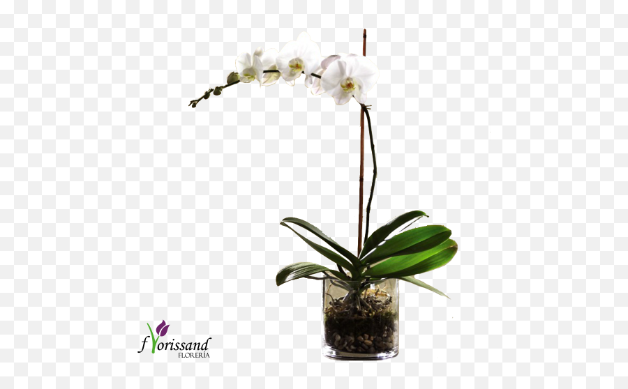 Download Phalenopsis - Ftd White Orchid Planter Flower Emoji,Orchid Transparent Background