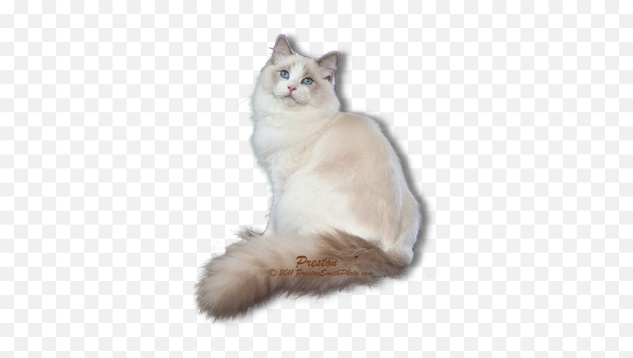 Download Persian Cat Clipart Ragdoll Cat - Ragdoll Cat With Emoji,Fluffy Cat Clipart