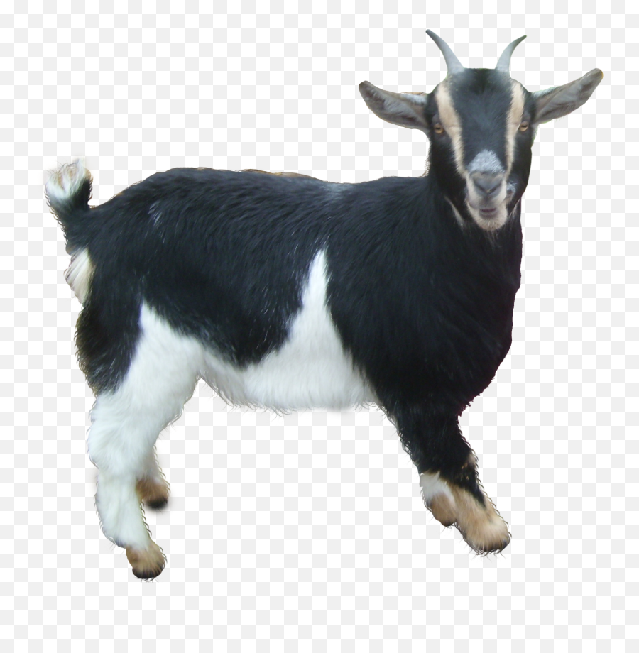 Goat Png - Goat Png Emoji,Goat Png