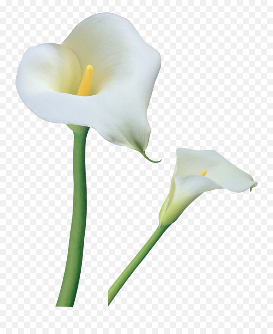 Free Lily Transparent Download Free - Calla Lily Png Emoji,Easter Lily Clipart