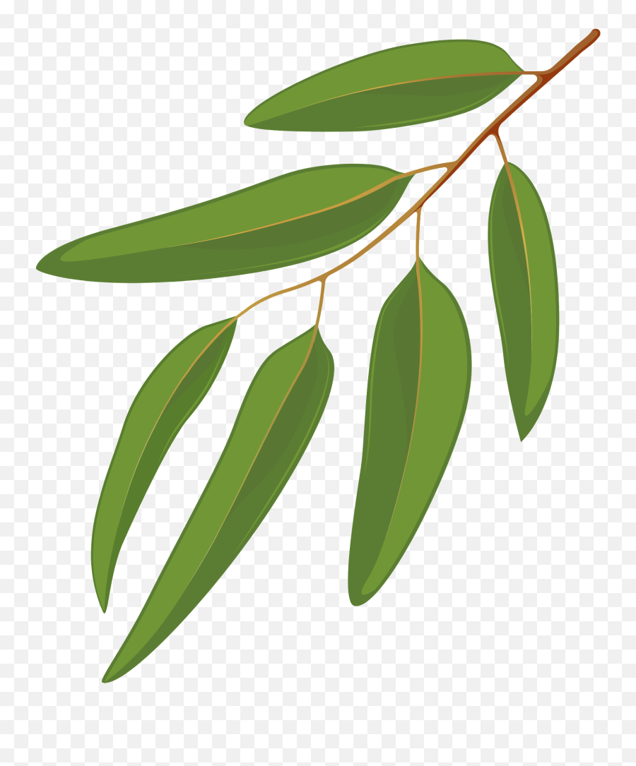 Blue Gum Leaf Clipart Free Download Transparent Png - Clipart Gum Tree Leaf Emoji,Leaves Clipart