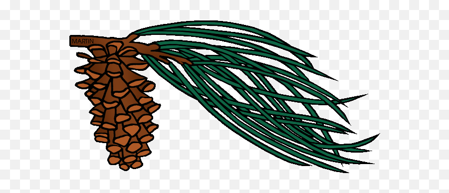 Phillip Martin Longleaf Pine Cone - Longleaf Pine Cone Clipart Emoji,Pine Cone Clipart