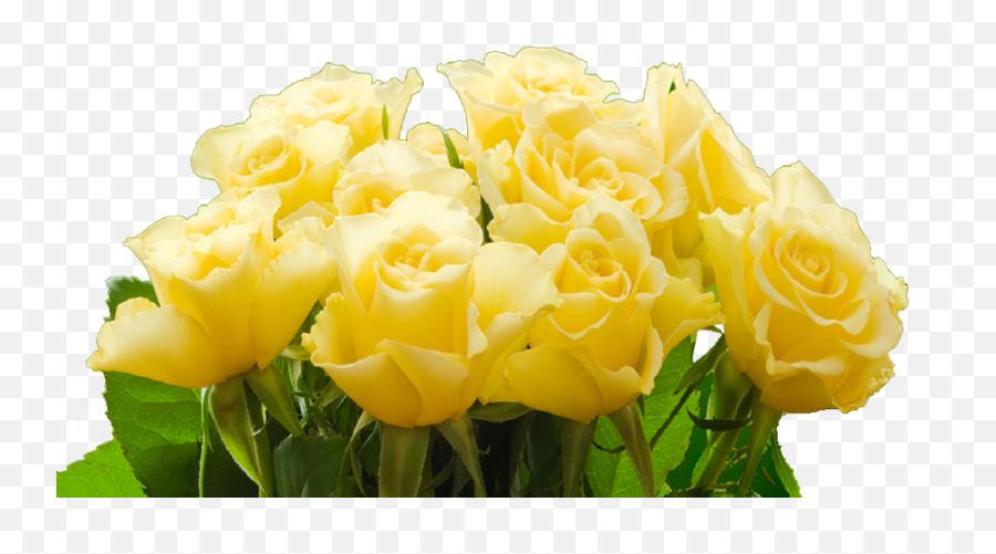 Download More Than Roses - Transparent Png Yellow Rose Png Fresh Emoji,Roses Transparent