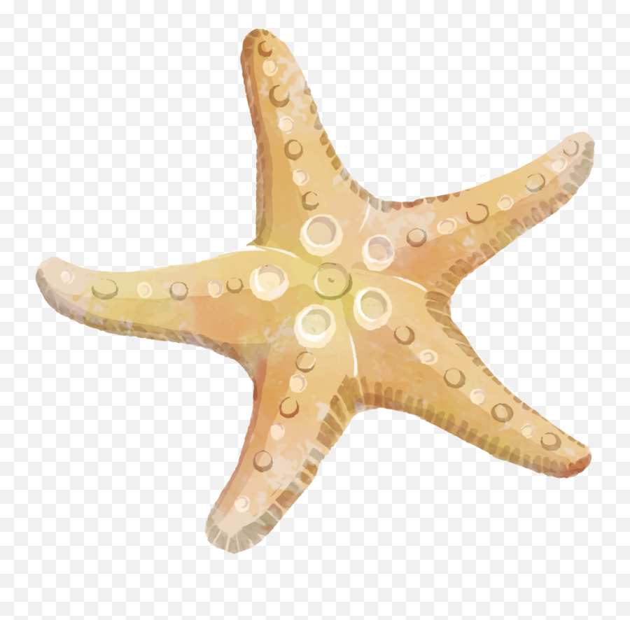 Download Starfish Clipart Png - Transparent Starfish Png Emoji,Starfish Clipart
