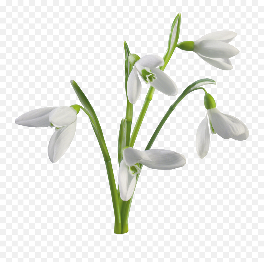 Img - Snow Drops White Background 2800x2654 Png Clipart Snowdrop Png Emoji,Snow Background Png
