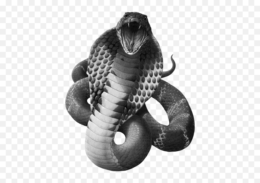 Free Png And Transparent Images Get Snake Png Black - Snake Cobra King Viper Emoji,Snake Clipart Black And White