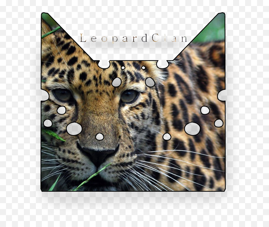 African Leopard Emoji,Warrior Cats Logo
