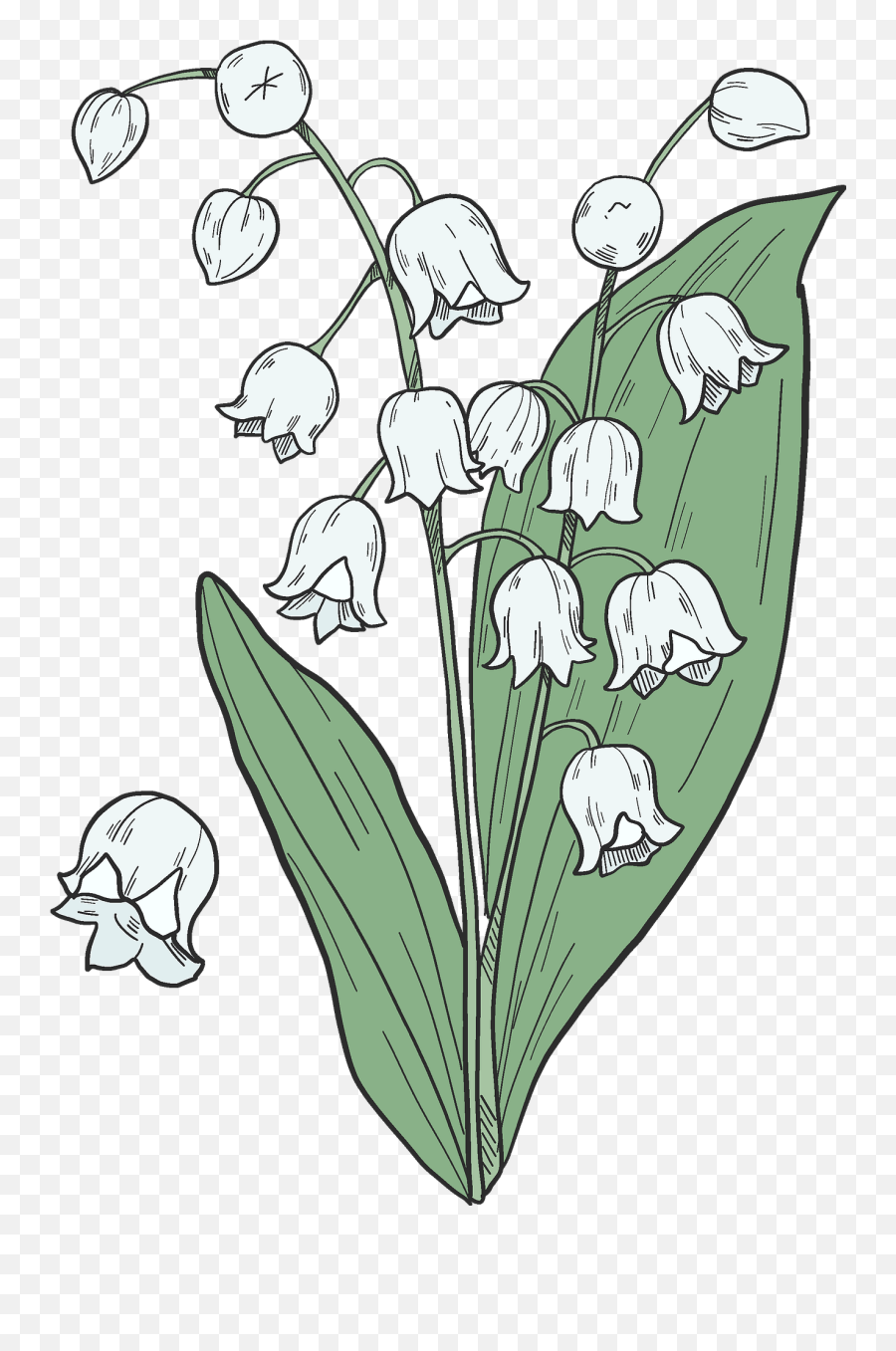 Lily Of The Valley Clipart - Transparent Lily Of The Valley Clipart Emoji,Valley Clipart