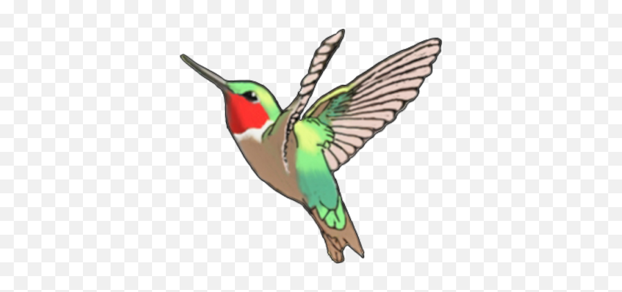 Download Hummingbird Tattoos Free Png Transparent Image And - Hummingbird Emoji,Hummingbird Clipart