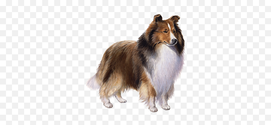 Shetland Sheepdog Facts - Wisdom Panel Dog Breeds Emoji,Sheepdog Logo