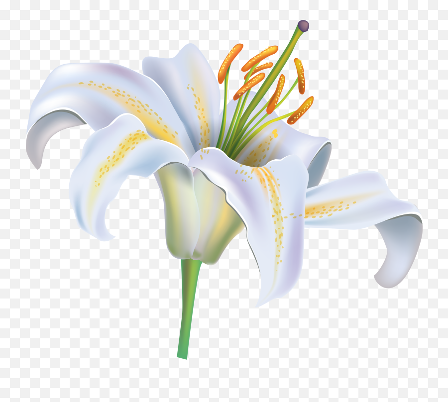 Crucifix Clipart Easter Lily Plant - Lily Flower Png Clipart Emoji,Easter Lily Clipart