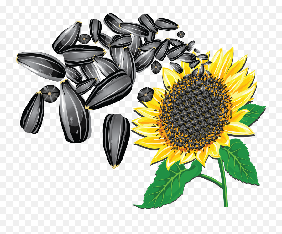 Sunflower Seeds Png Image - Purepng Free Transparent Cc0 Grade 7 Plants For Food And Fibre Emoji,Sunflower Transparent