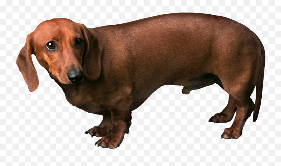 Download Dog Png Download Png Image - Dog Transparent Background Emoji,Dog Png