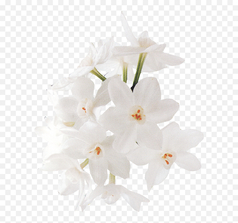Floral Design White Flower - Still Life Photography Emoji,White Flower Png