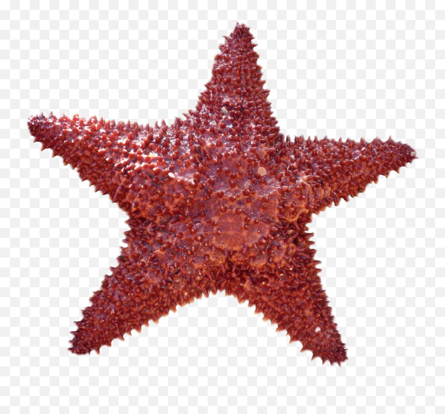 Beautiful Red Starfish Clipart Free Image - Jellyfish Radial Symmetry Animals Emoji,Starfish Clipart